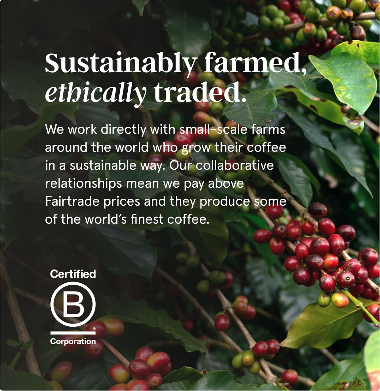 Grind Specialty Grade Instant Coffee – Pack of 6 – 100% Arabica – Medium Roast – Sustainably Sourced – 216 Cups